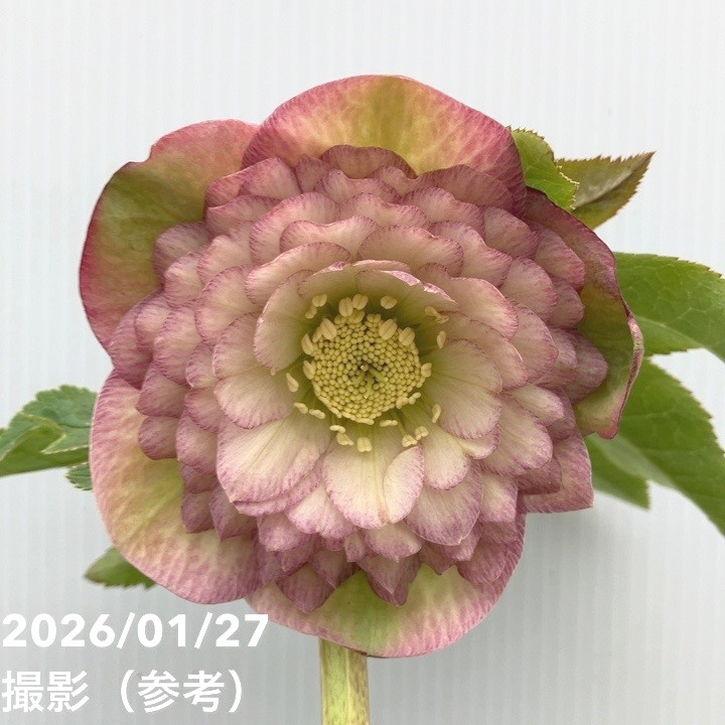 一点物】横山園芸 クリスマスローズ プリマドレス 4.5号（YK10）｜山野