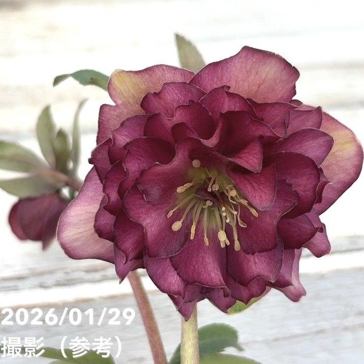 お買い得一点物咲き進み株】加藤農園 クリスマスローズ グロッシー