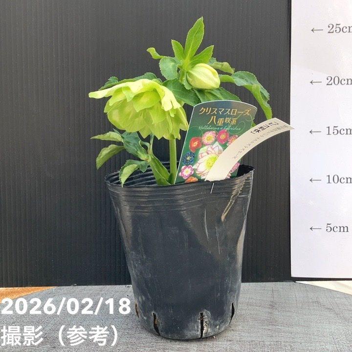 一点物】曽田園芸 クリスマスローズ 4号 ピコ利休 SO1｜山野04-PA