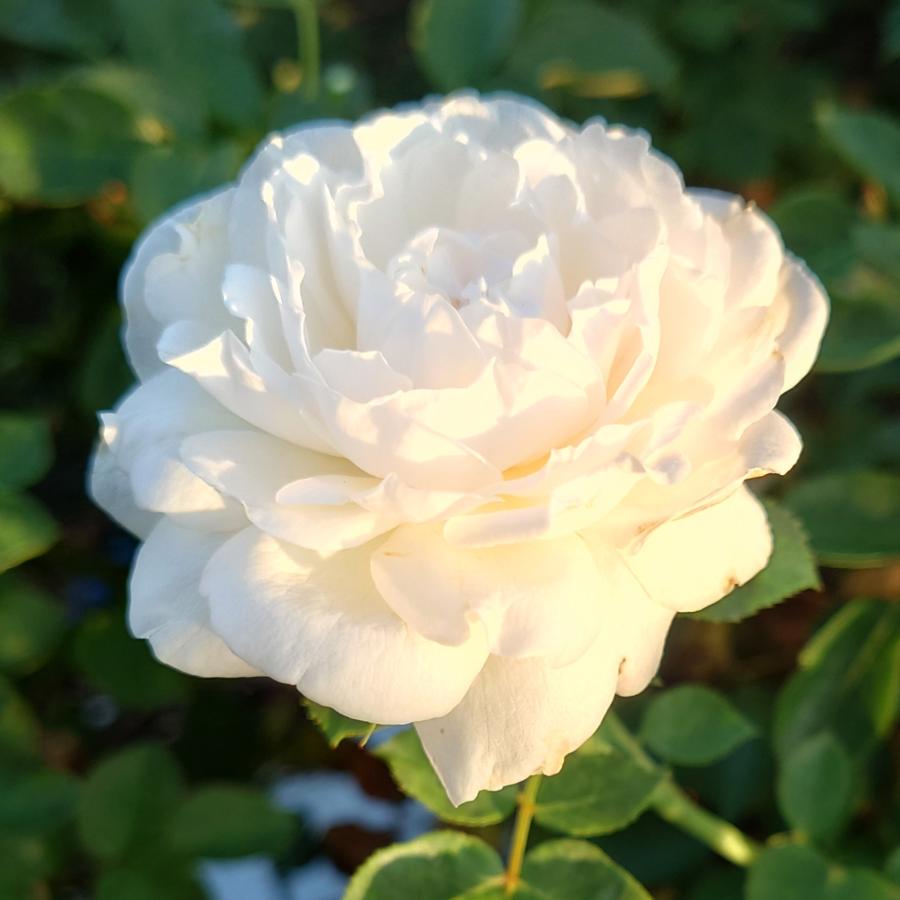 バラ苗 即納 大苗 18cmポット モーニング ベルズ : Apple Roses - 通販