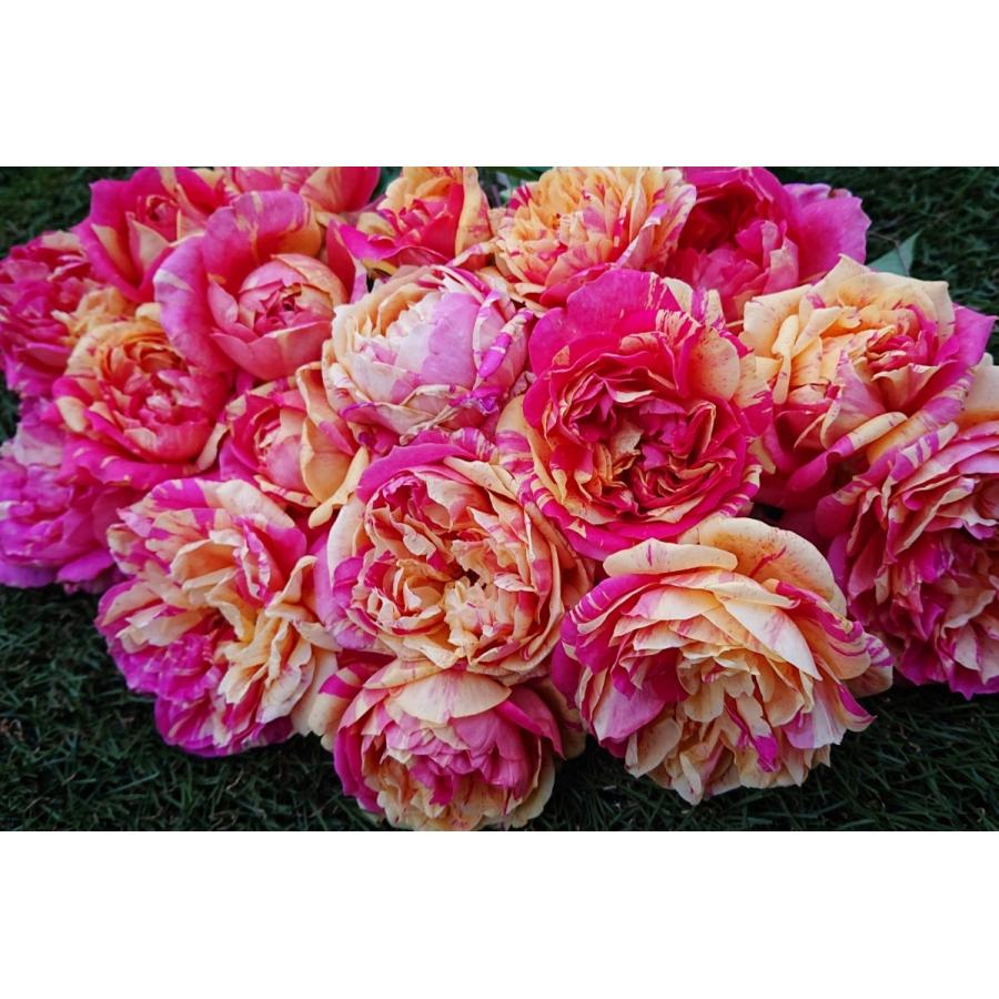 バラ苗 即納 大苗 18cmポット 四季の香 : Apple Roses - 通販 - Yahoo