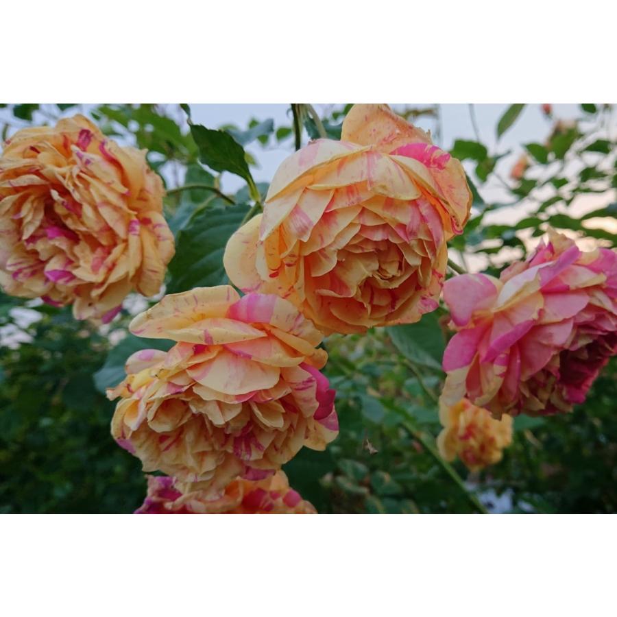 バラ苗 即納 大苗 18cmポット 四季の香 : Apple Roses - 通販 - Yahoo