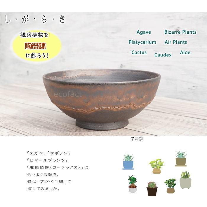 陶器鉢 植木鉢 7号 ワン型 金彩 ゴールド/ブラック おしゃれ