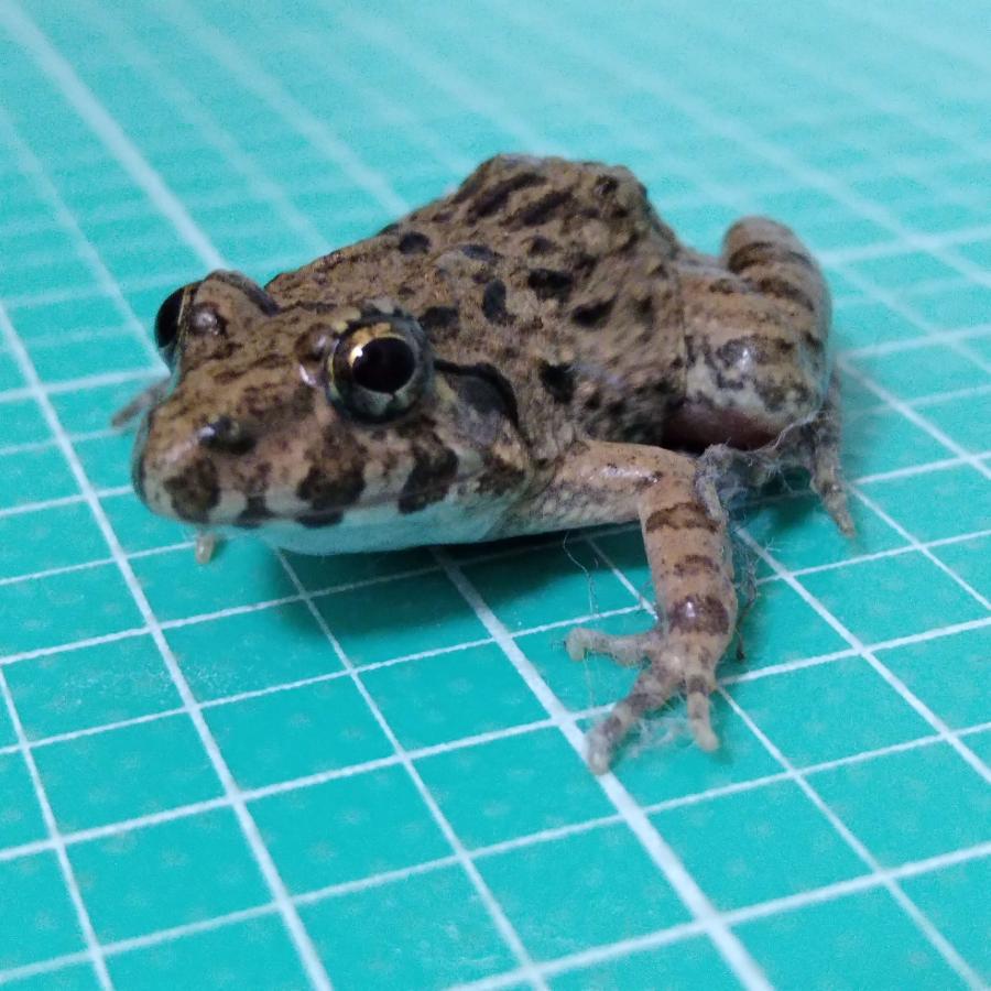 繁殖個体 活エサ ヌマガエル Sサイズ 胴長2~2.5cm 10匹 幼蛇用 生餌
