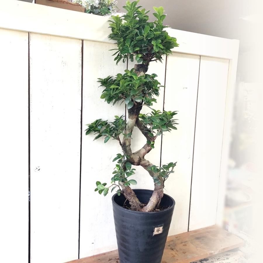 パンダガジュマル8の字仕立て台湾ガジュマル末広がり縁起物 : あとりえ