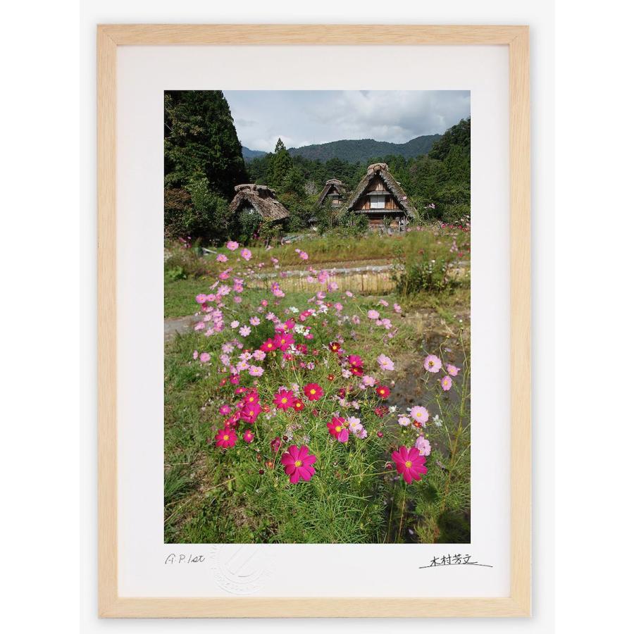アートフォト 絵画 壁掛け 世界遺産白川郷・コスモス2 岐阜県白川郷 壁