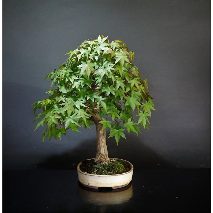 盆栽 雑木 【小品盆栽】 山紅葉 A : Bonsai Store Ito - 通販 - Yahoo