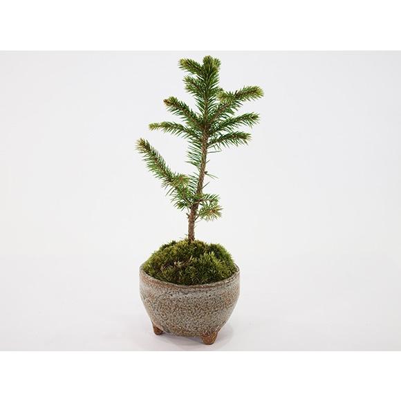 ミニ松 三点セット トドマツ 黒松 エゾ松 盆栽 ミニ盆栽 鉢植 : 盆栽妙