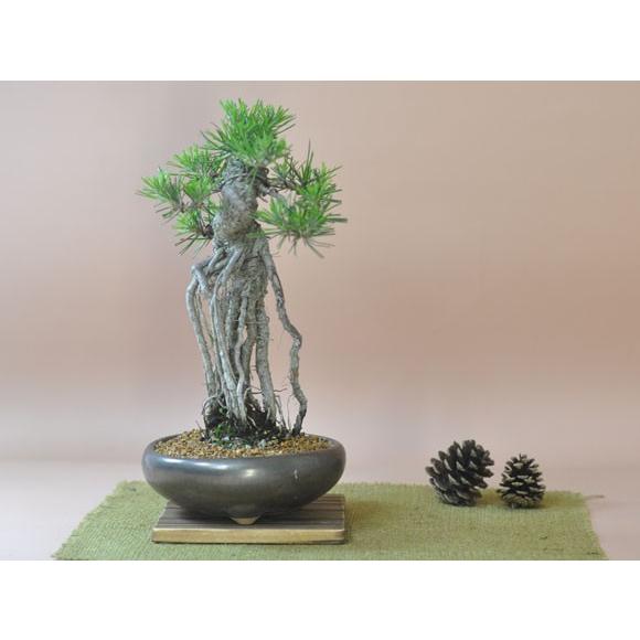 根上りの黒松盆栽 樹齢ウン百年のような趣を感じさせる盆栽 : 盆栽妙