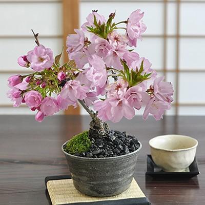 盆栽 桜 風流な盆栽 ミニ盆栽 陶器鉢4号 盆栽ギフト かわいい おしゃれ