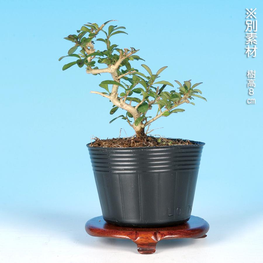 イボタ 水蝋樹 ミニ盆栽 小品盆栽 盆栽 水蝋樹 ミニ盆栽 樹高 約13cm