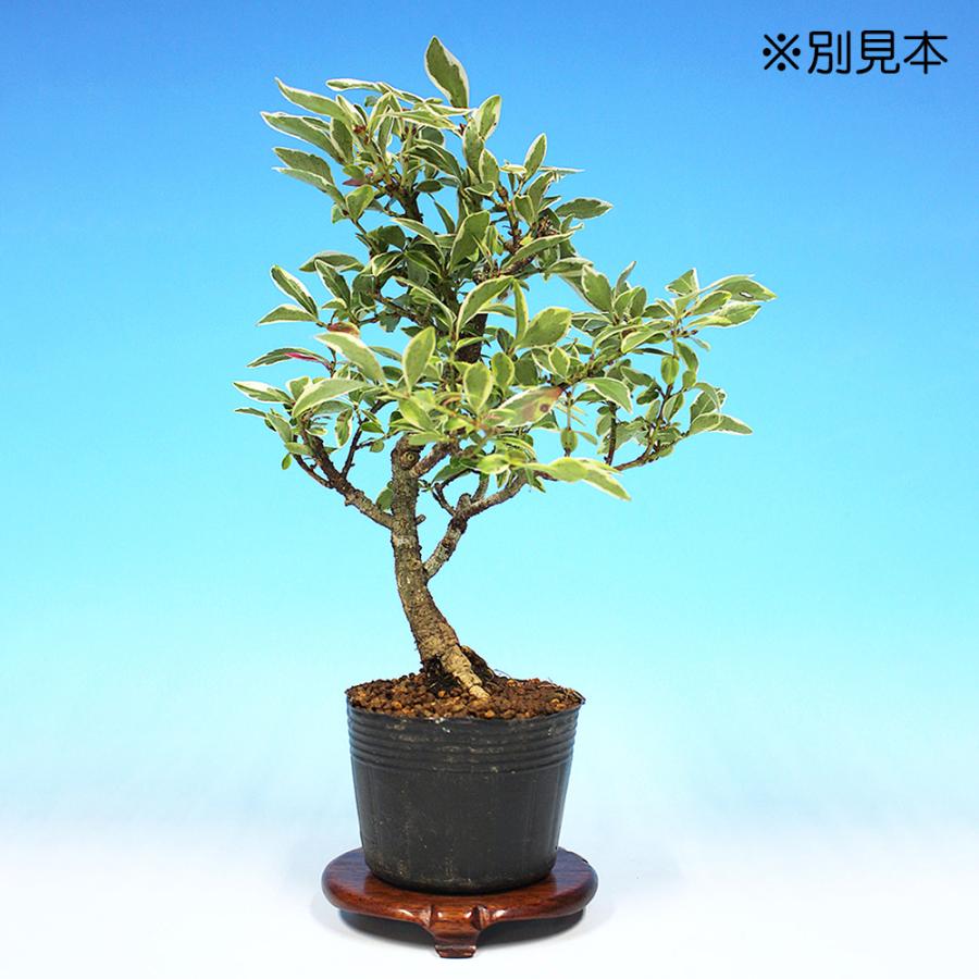 盆栽 斑入小性まゆみ こまゆみ コマユミ 小品盆栽 ミニ盆栽 雑木 実物