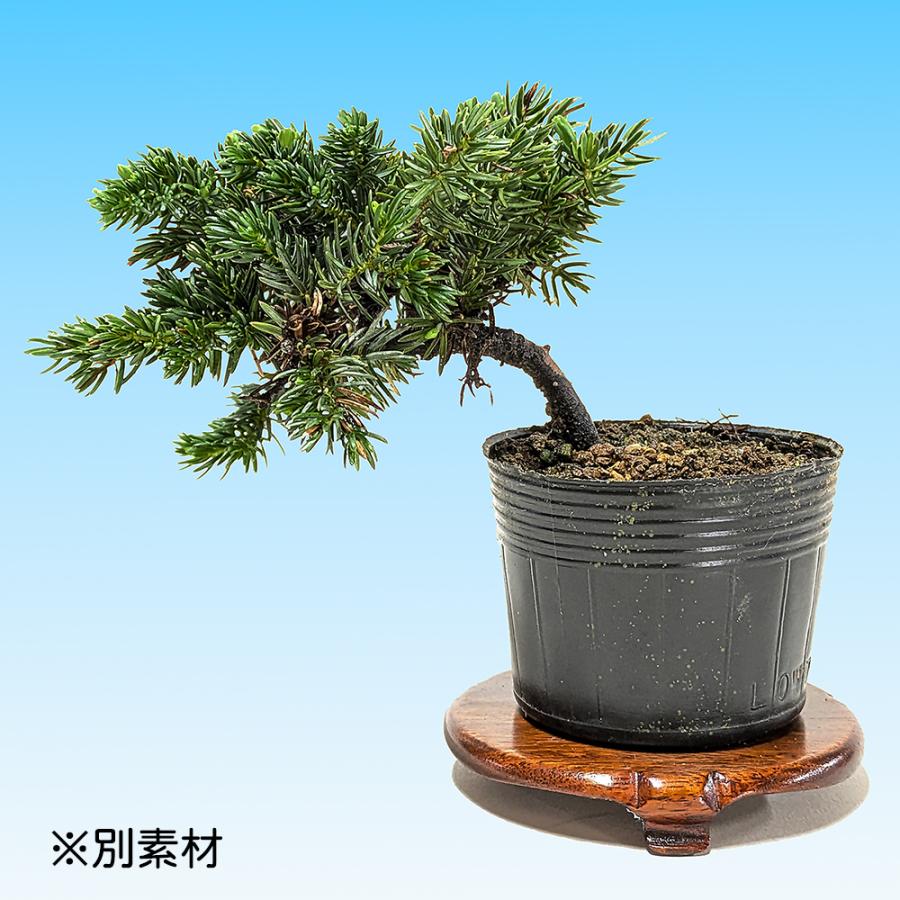 盆栽 杜松高嶺 トショウ 小品盆栽 ミニ盆栽 松柏 盆栽素材 苗木 : 盆栽