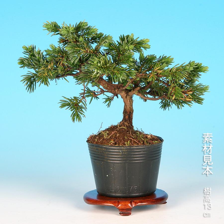 盆栽 杜松高嶺 トショウ 小品盆栽 ミニ盆栽 松柏 盆栽素材 苗木 : 盆栽