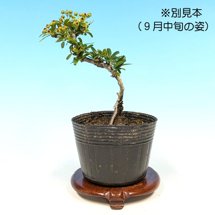 盆栽 ピラカンサ 姫千代田紅 トキワサンザシ 常磐山査子 小品盆栽 ミニ
