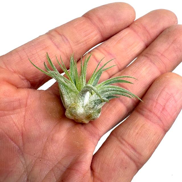 現品) チランジア イオナンタ 'ヘッジホッグ' (No.22094) (エアー