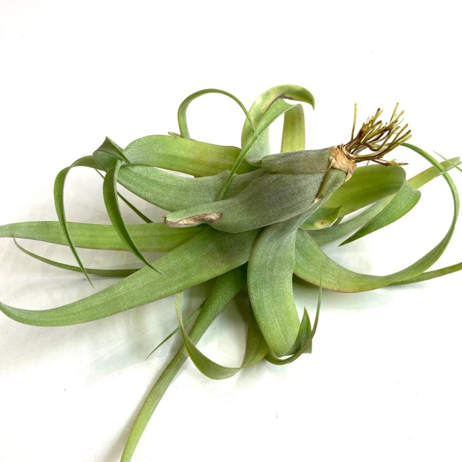 現品) チランジア 交配種 (ストレプトフィラ × キセログラフィカ) (No