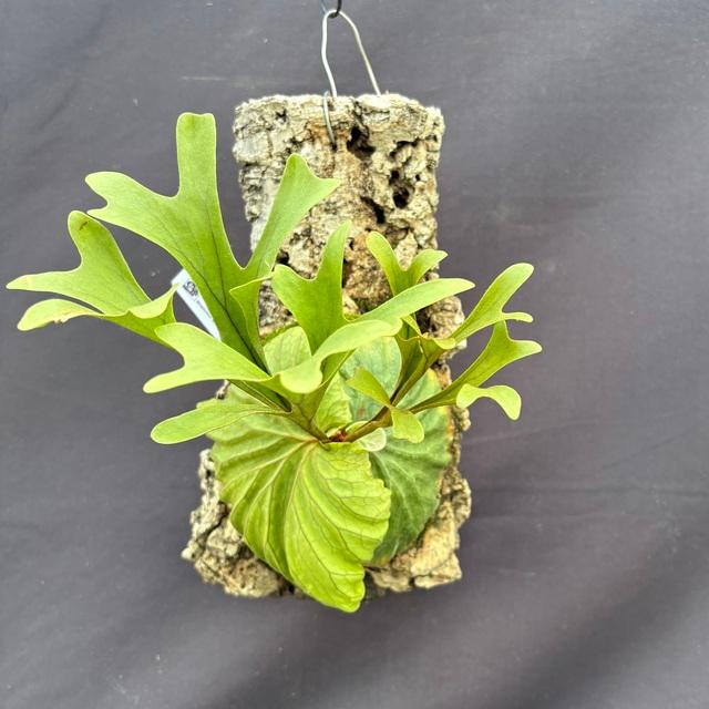 現品) ビカクシダ リドレイ 細葉 (No.40816) (コウモリラン 観葉植物