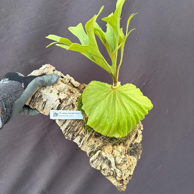 現品) ビカクシダ リドレイ 細葉 (No.40816) (コウモリラン 観葉植物