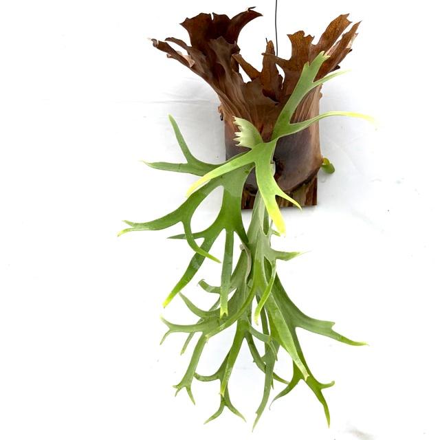 現品) ビカクシダ ウィリンキー 'リトルエルフ' (TC) (No.40856