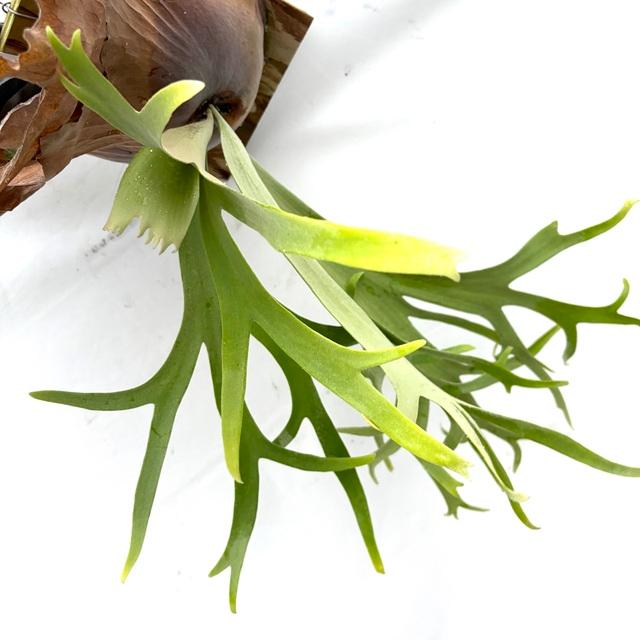 現品) ビカクシダ ウィリンキー 'リトルエルフ' (TC) (No.40856