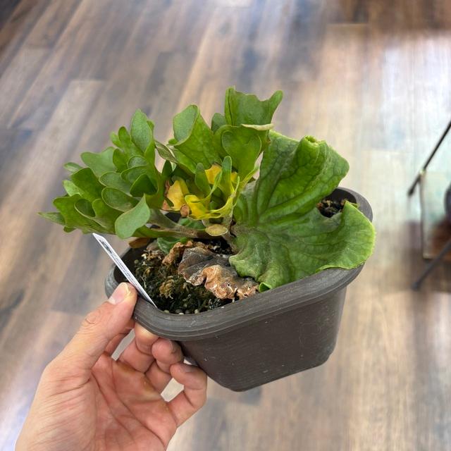 現品) ビカクシダ リドレイ 'ドワーフ&コンパクト' (TC) (No.41134