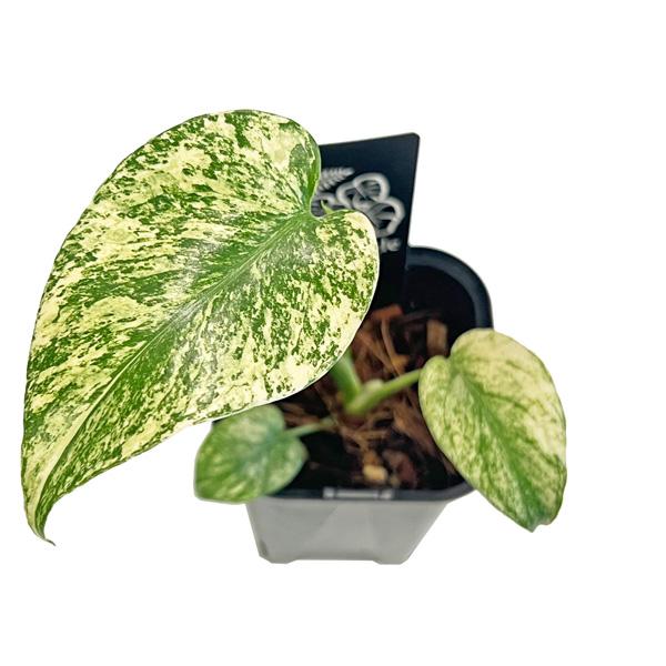 モンステラデリシオーサホワイトモンスター天津蘭 鉢ごと発送