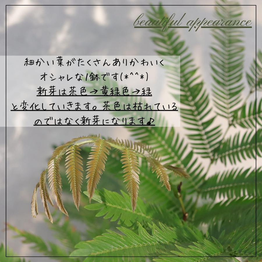 エバーフレッシュ 曲がり 仕立て 8号 お祝い ギフト 開店祝い 新築