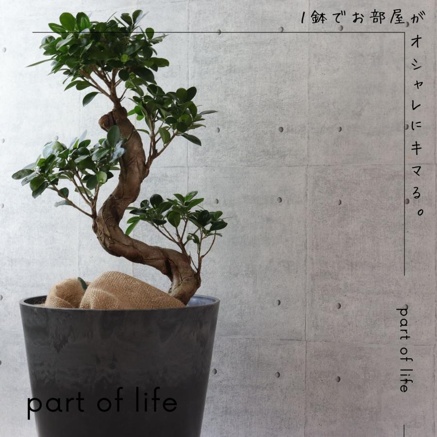 ガジュマル 8号 フィカス 曲がり 仕立て 盆栽仕立て 昇り龍 幹太 ゴム