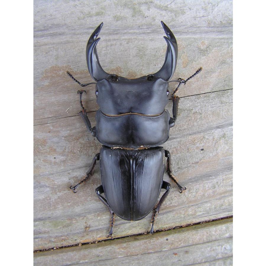 菌糸ビン 高品質 高性能 BREED 1500ml 10本セット ブリード 菌糸瓶 菌