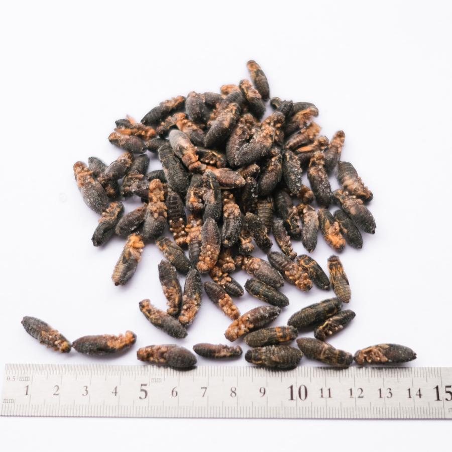 冷凍コオロギ 100g 約200匹 2cm前後 コオロギ フタホシコオロギ レオパ