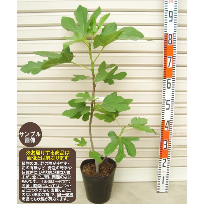 早生日本種】 苗 イチジク [果樹苗木・無花果・いちじく] : ガーデン