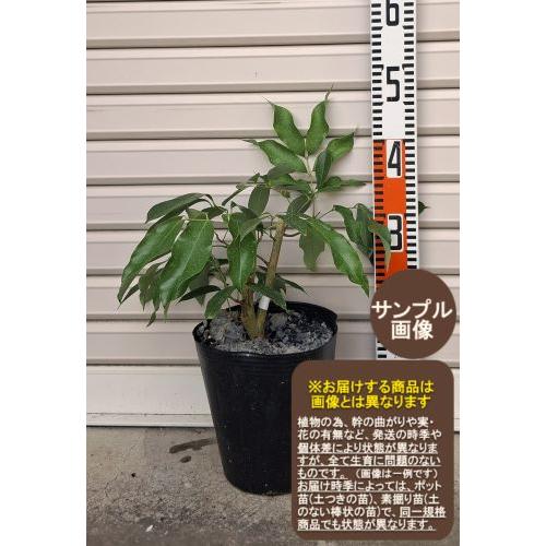 佐多ライチ】 アウトレット1年生苗 ※※ [果樹苗木 ライチ レイシ