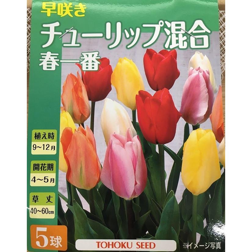 花球根】早咲き チューリップ 混合 春一番 5球入 トーホクの球根