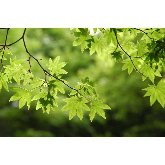 大型商品】カエデ（楓）/コハウチワカエデ（小羽団扇楓） 株立 樹高2.5