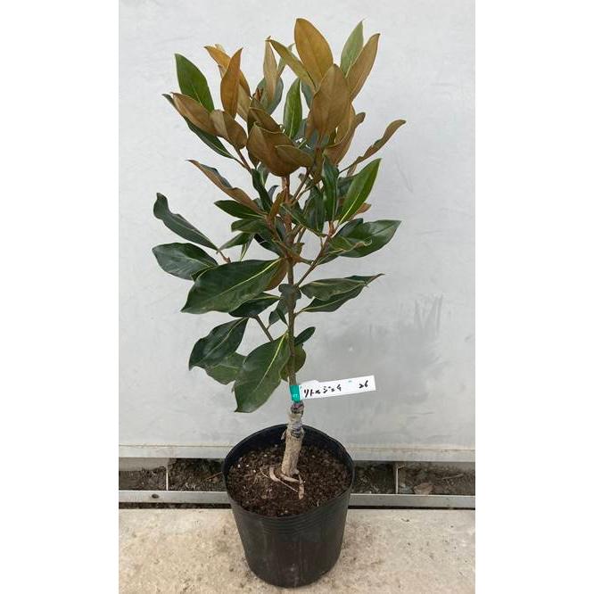 現品発送・送料無料》タイサンボク リトルジェム 樹高0.6m（根鉢含ま