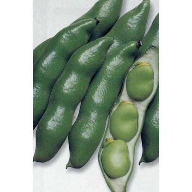 そら豆 仁徳一寸 1L(約240粒) タキイ種苗（株） : グリーンロフト