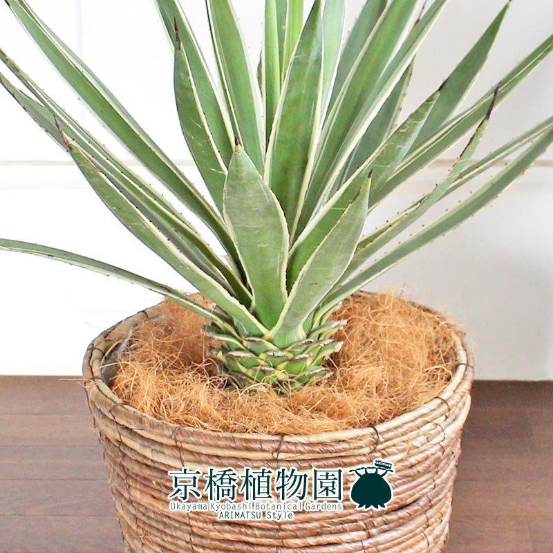 アガベ 白閃光（ハクセンコウ） 8号【バスケット鉢カバー付き/ブラウン