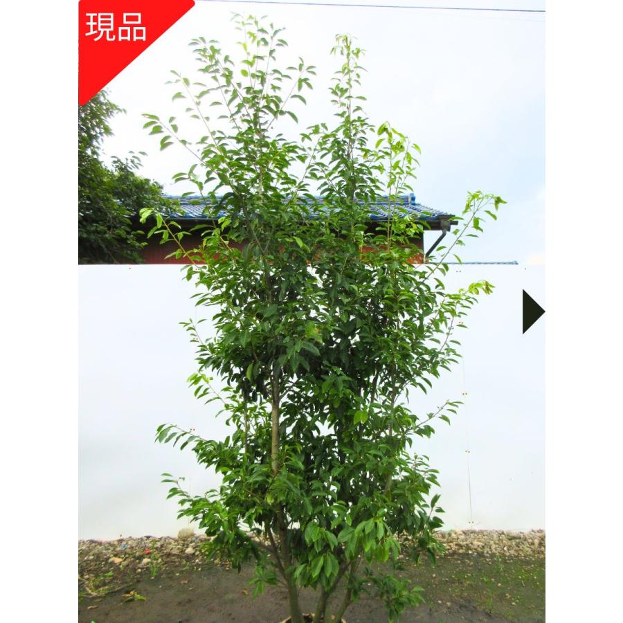 現品発送 ソヨゴ メス 株立 樹高2.3-2.5m(根鉢含まず）シンボルツリー