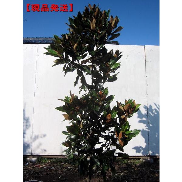 現品発送 タイサンボク（リトルジェム） 樹高1.4m-1.5m(根鉢含まず