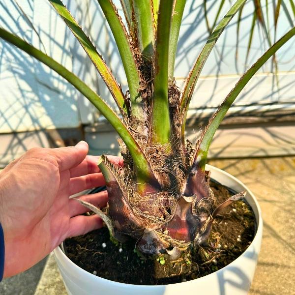 ココスヤシ 7号 鉢カバー 樹高80cm前後(鉢底から) ヤシノキ 椰子の木