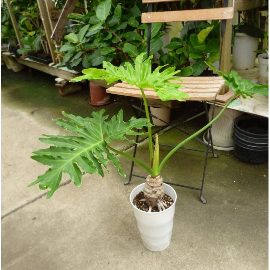 フィロデンドロン セローム 幹上がり 5号鉢 誕生日 風水 観葉植物