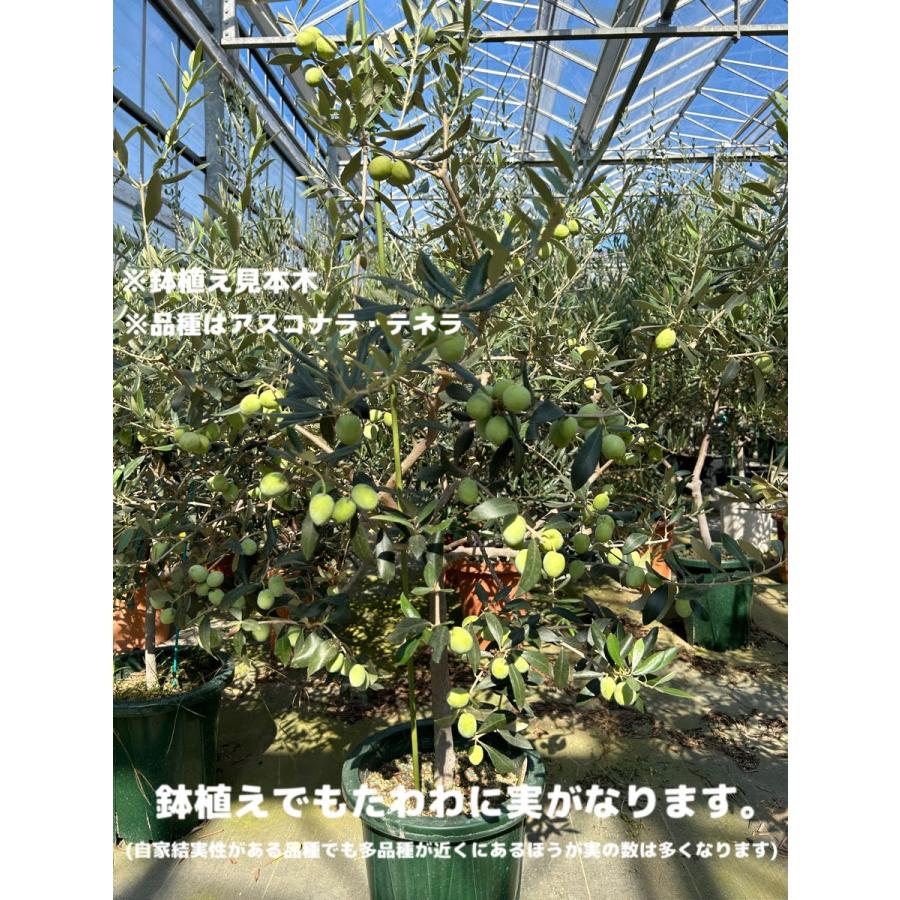 小倉園 オリーブ・バロウニ 8号鉢 オリーブの木 鉢植え 庭木 希少 現品