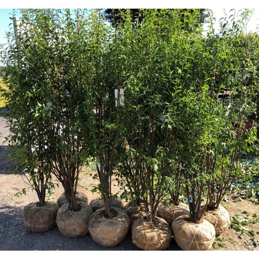 ハイノキ 株立ち 約1.7m 特大株 植木苗木 灰の木 規格販売 お買い得な