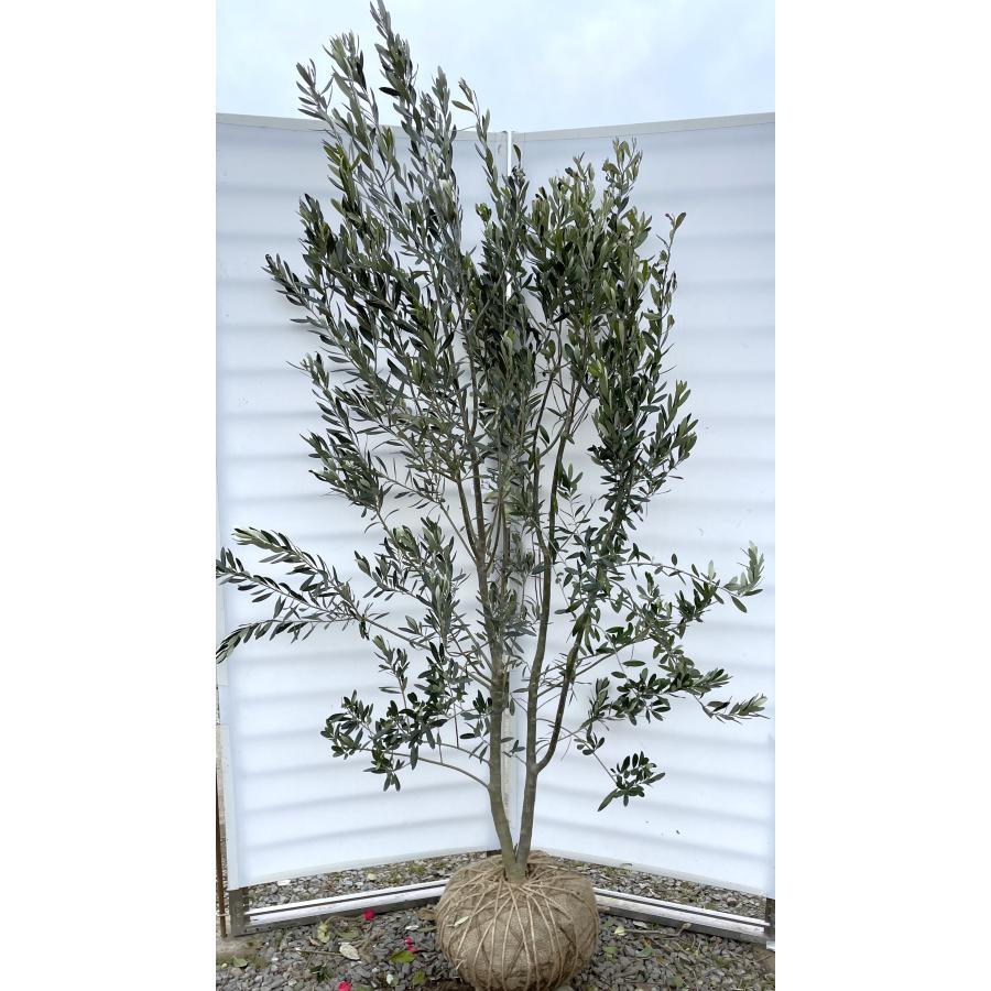 オリーブの木 シプレッシーノ 株立ち 約2.1m 現品発送 特大株 植木苗木