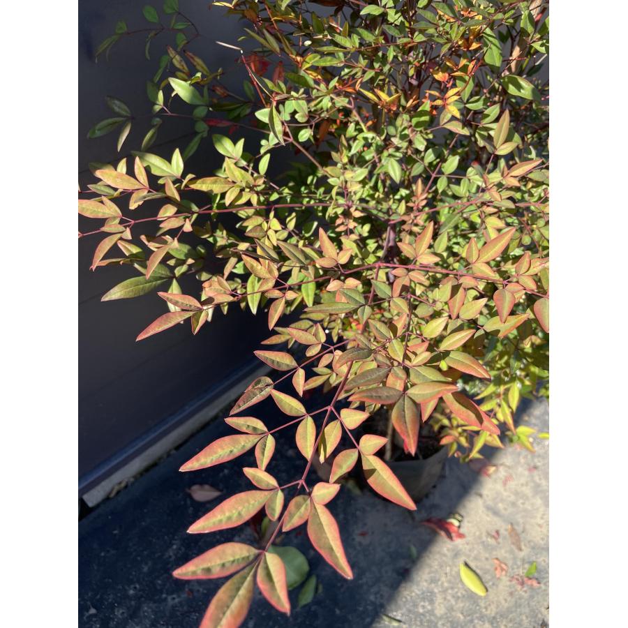 南天の木 赤ナンテン 6本株立ち 約1.2m 現品発送 豪華株 特大株 植木