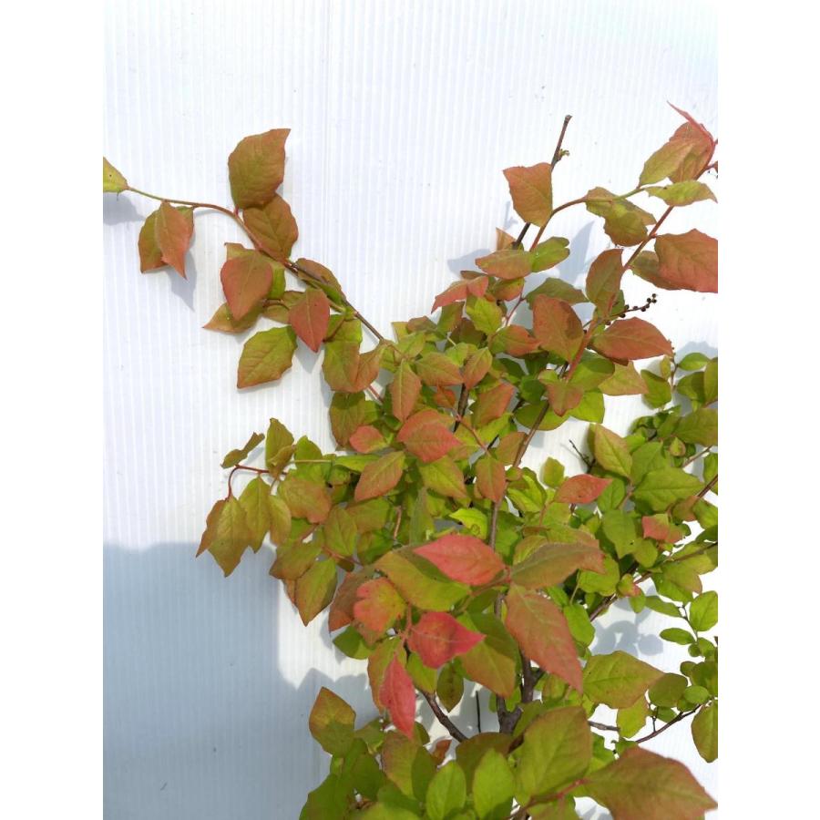 夏ハゼ 5本株立ち 約1.3m 現品発送 特大苗木 植木 大苗 ナツハゼ