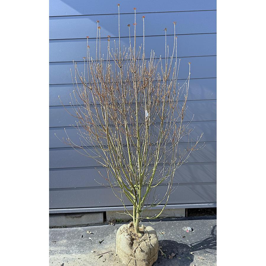 ミツバツツジ 株立ち 約1.9m 現品発送 豪華株 特大株 大苗植木苗木