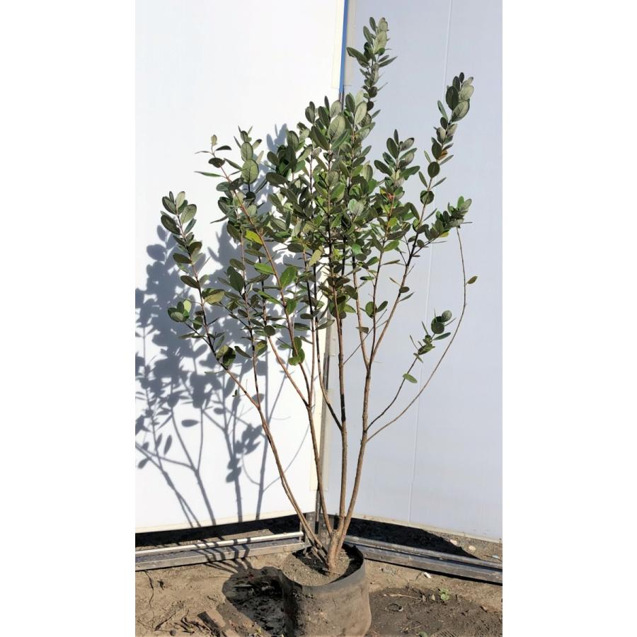 フェイジョア 株立ち 約1.6m 現品発送 特大植木苗木 常緑樹 送料無料