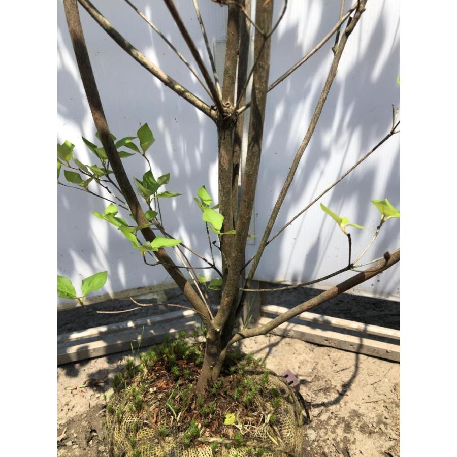 ミツバツツジ 株立ち 約1.7m 現品発送 美樹形株 三つ葉ツツジ 三ツ葉